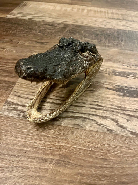 Cabeza de crocodilo/ Crocodile head