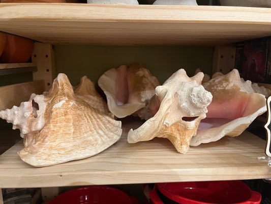 Caracol cobo/Cobo snail