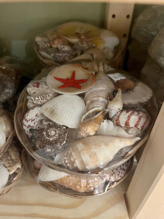 Cesta de caracoles Grande/ Large basket of shells