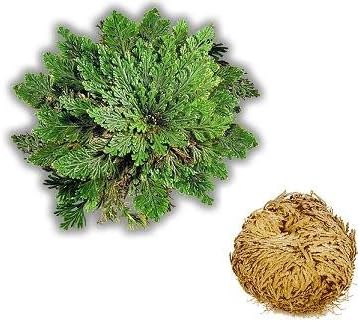 Rosa de Jerico/ Rose of Jericho