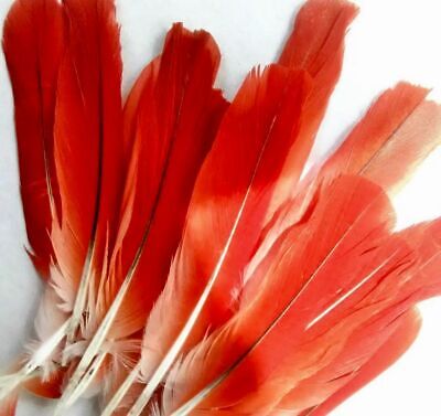 Pluma de loro rojo/ Red parrot feather